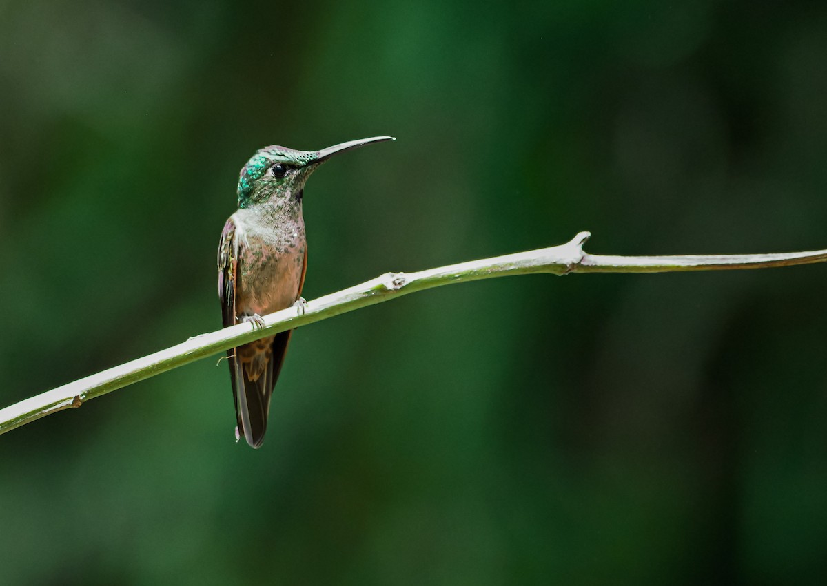Fawn-breasted Brilliant - ML645505881