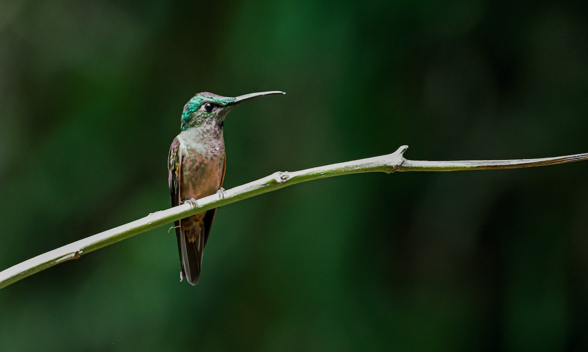 Fawn-breasted Brilliant - ML645505882