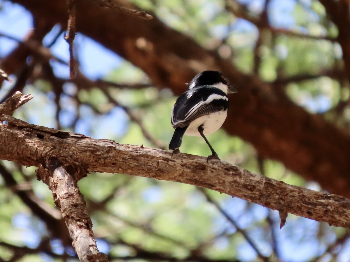 Pygmy Batis - ML645505883