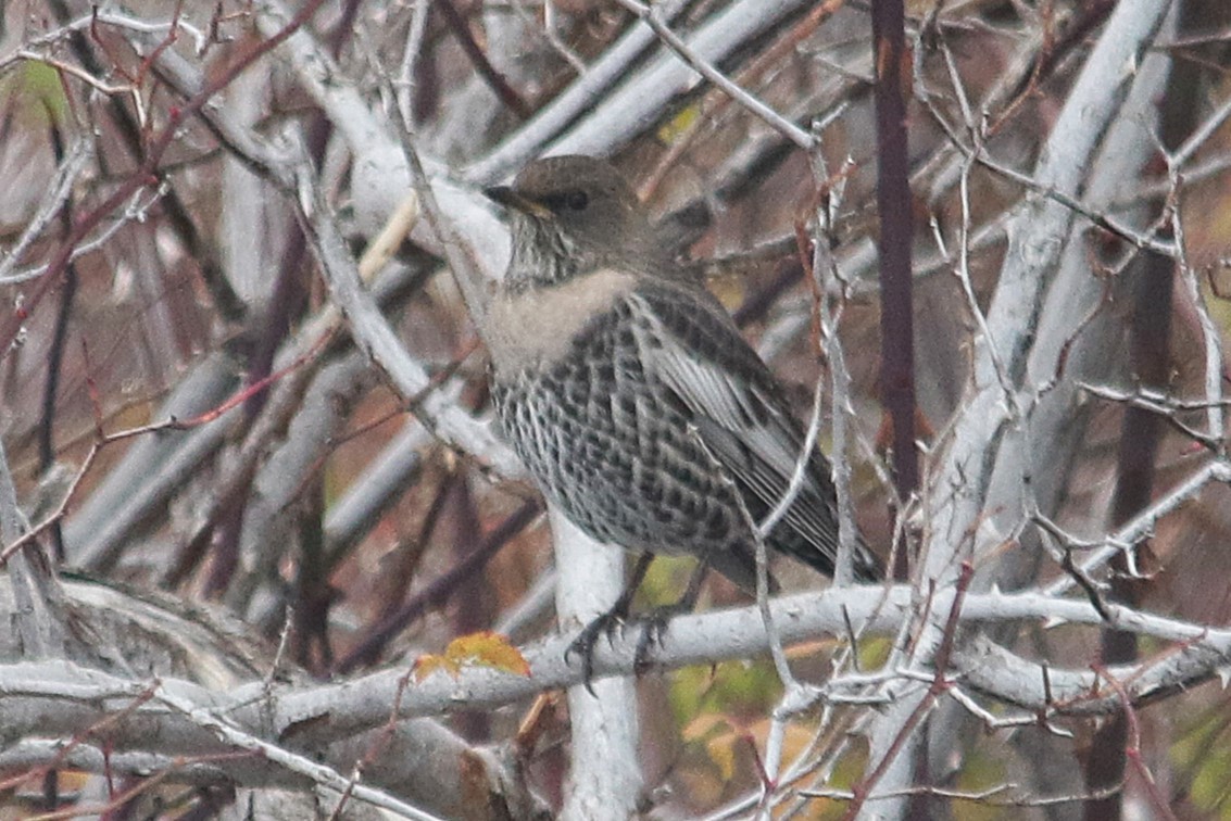 Ring Ouzel (Alpine) - ML645505887