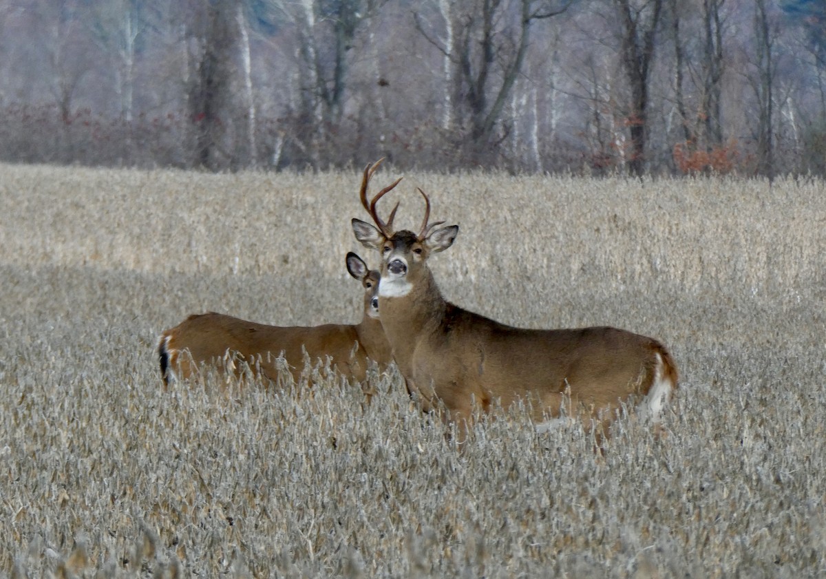 哺乳類 - ML645505889