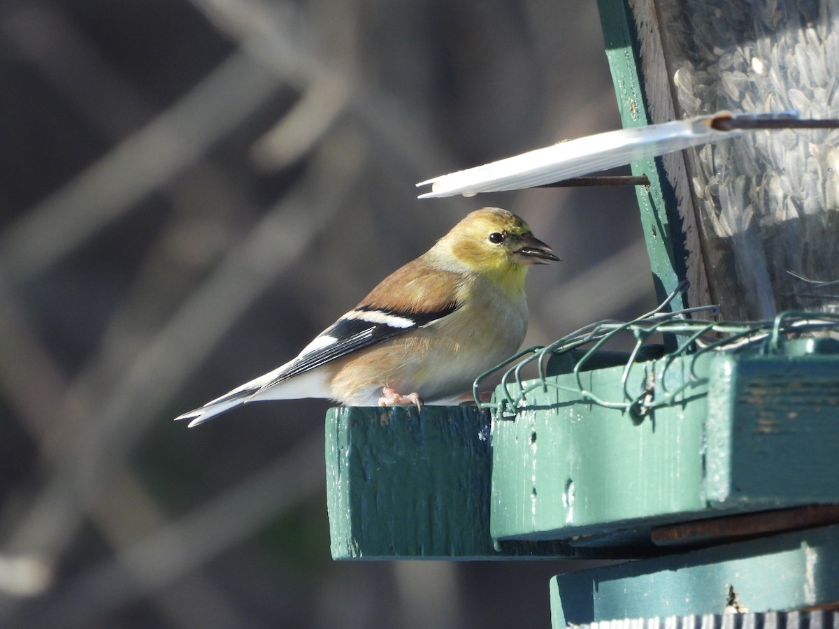 American Goldfinch - ML645505890