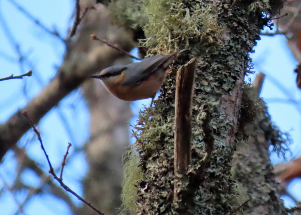 Garrapo eurasiarra - ML645505904