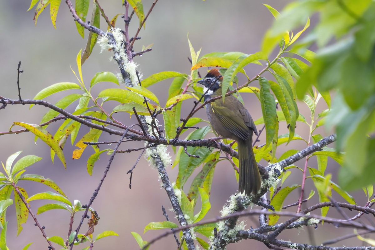 beltetovi - ML645505908