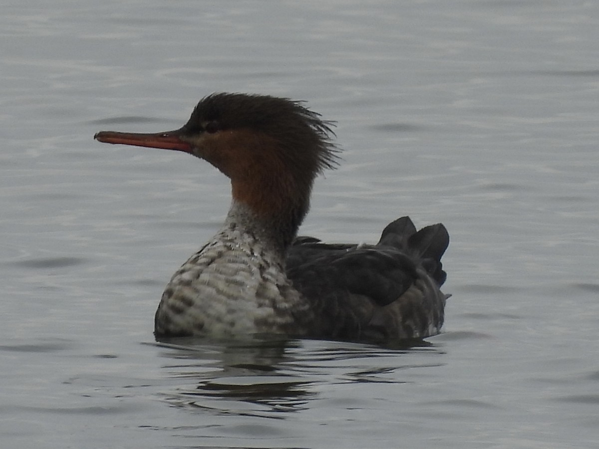 Red-breasted Merganser - ML645505913