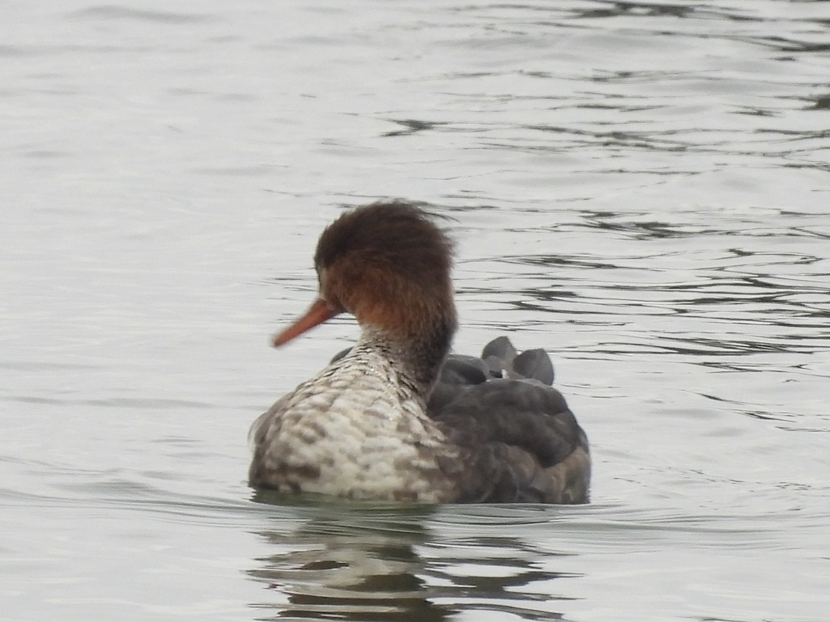 Red-breasted Merganser - ML645505914
