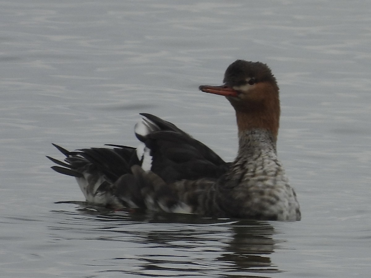 Red-breasted Merganser - ML645505915