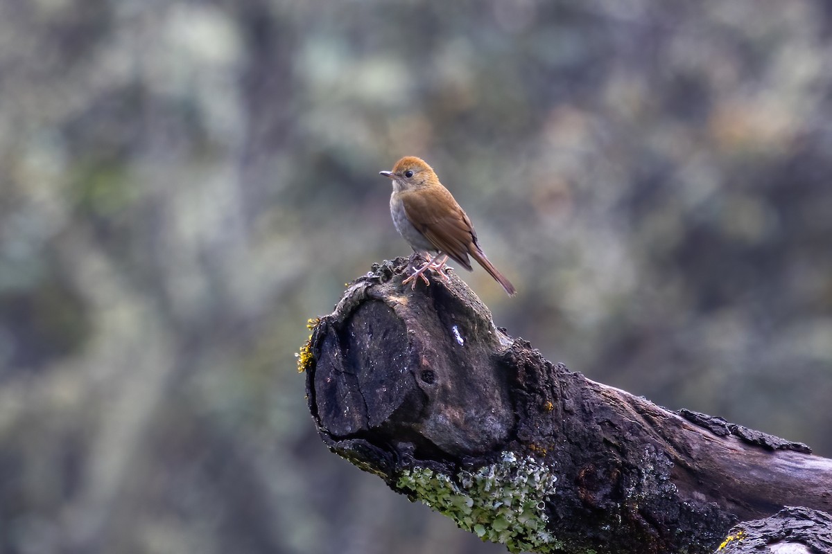 Russet Nightingale-Thrush - ML645505917
