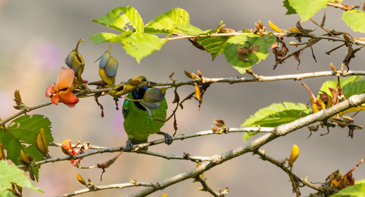 Золотолобая листовка - ML645505919