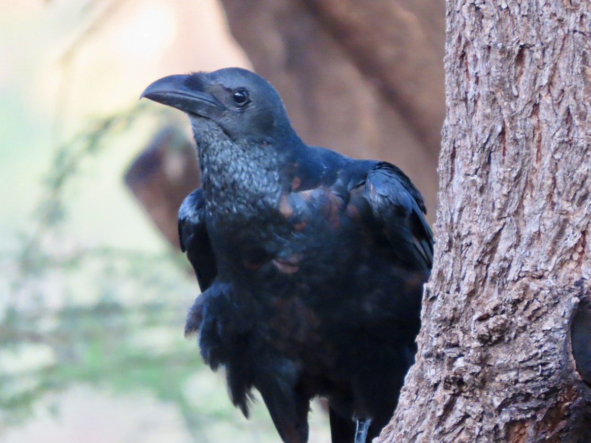 Kısa Kuyruklu Kuzgun - ML645505925