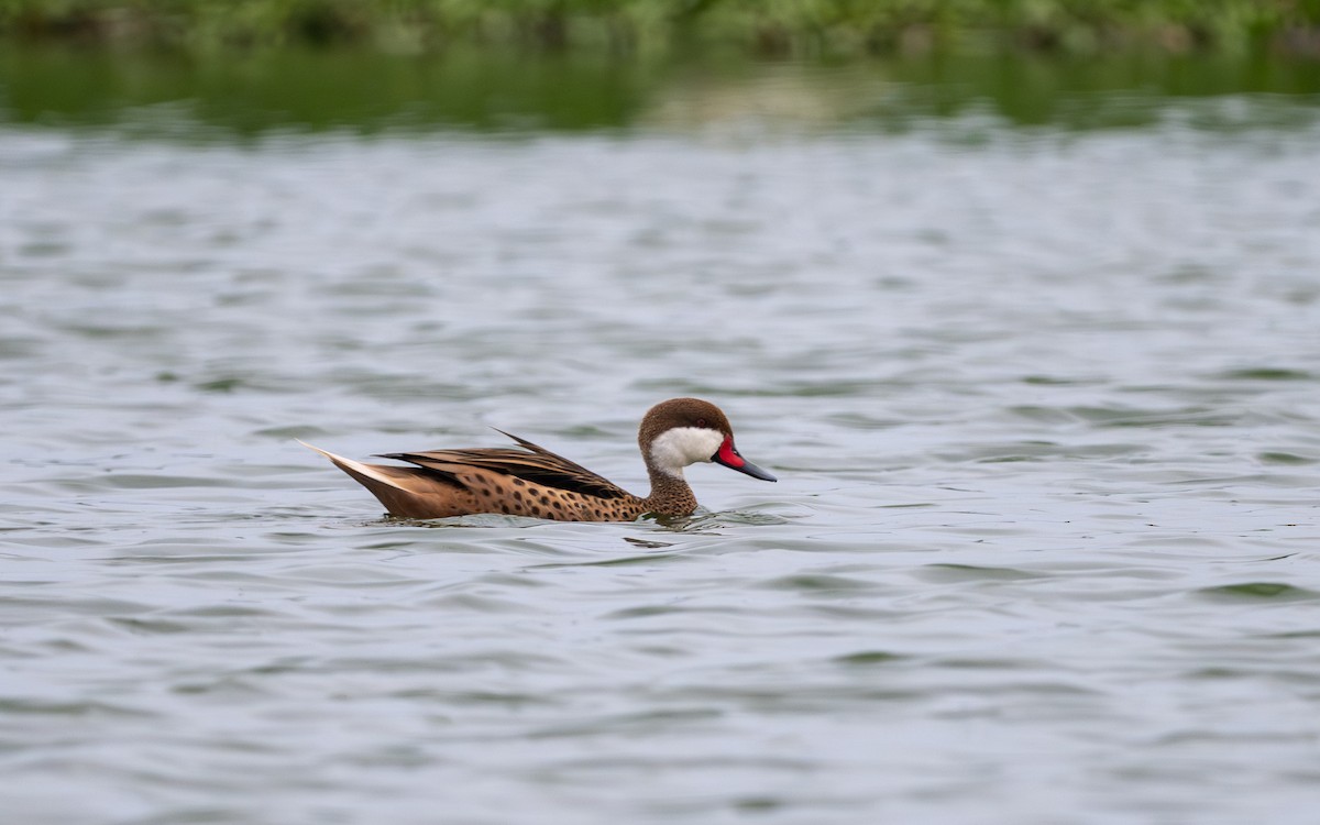 Bahamaente - ML645505934