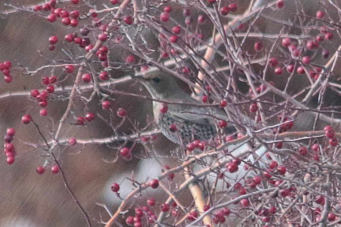 Ring Ouzel (Alpine) - ML645505938
