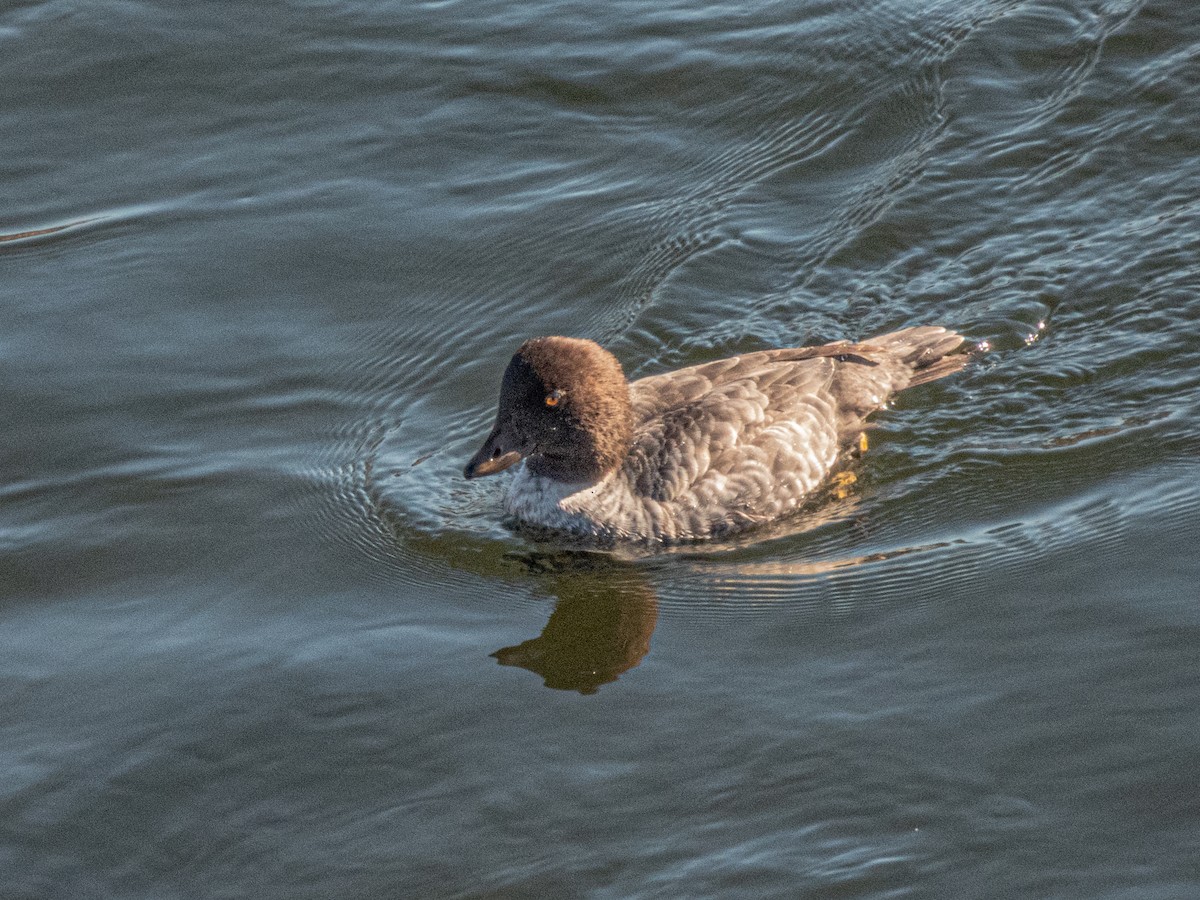 Porrón Islándico - ML645505969