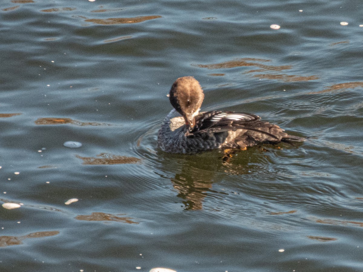 Porrón Islándico - ML645505970