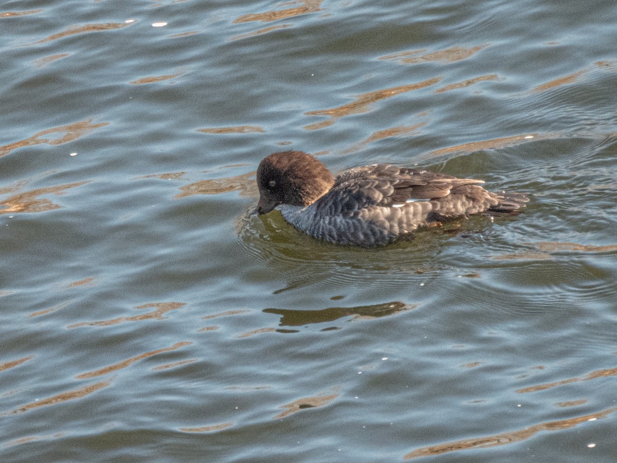 Porrón Islándico - ML645505971