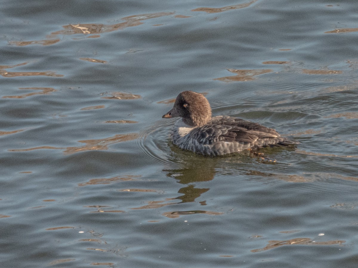 Porrón Islándico - ML645505972