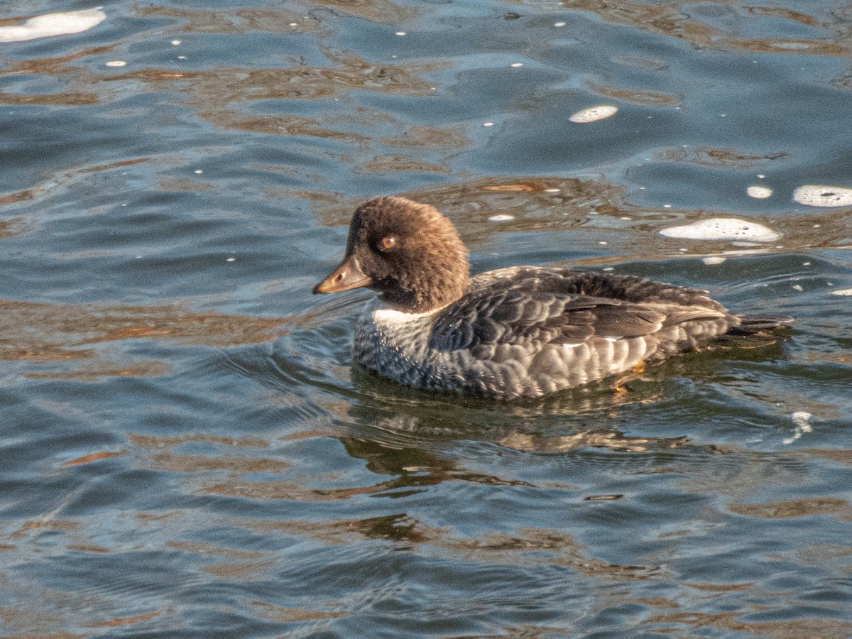 Porrón Islándico - ML645505973