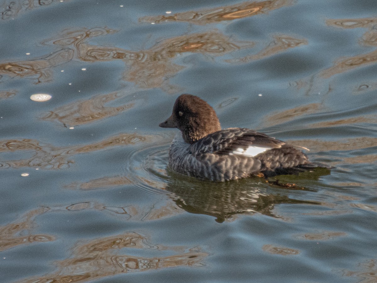 Porrón Islándico - ML645505974