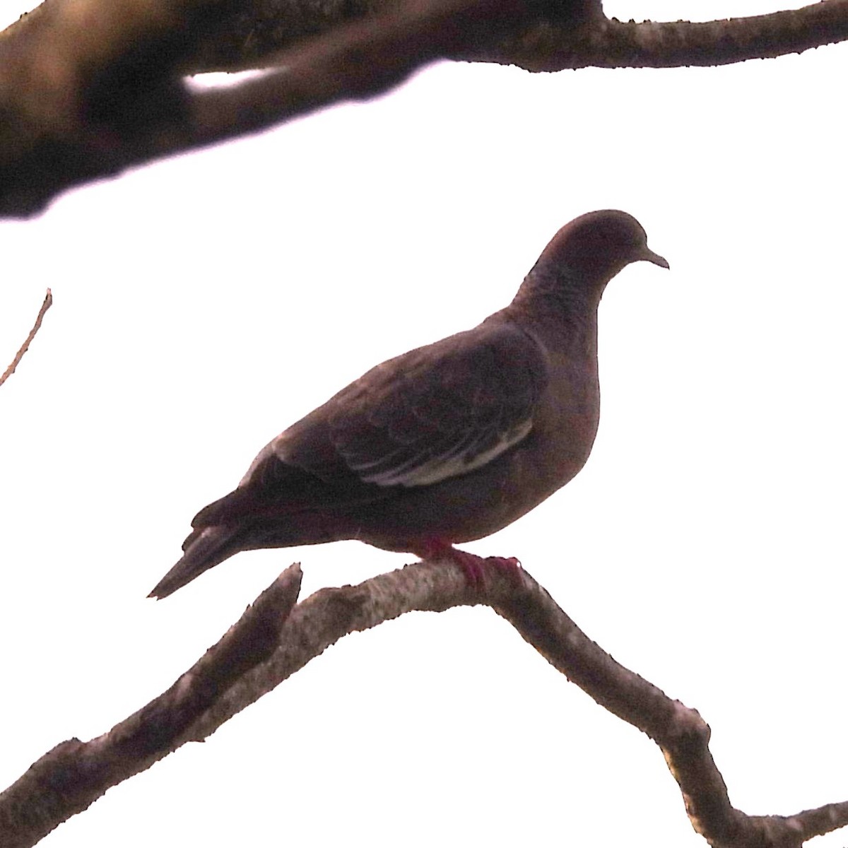 Темнохвостый голубь - ML645505999