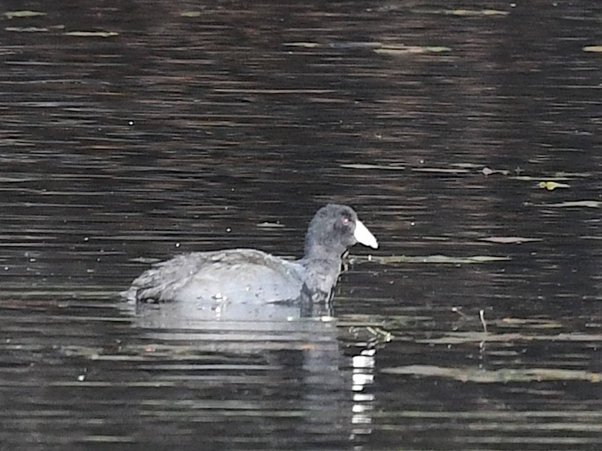 Лиска американська - ML645506001