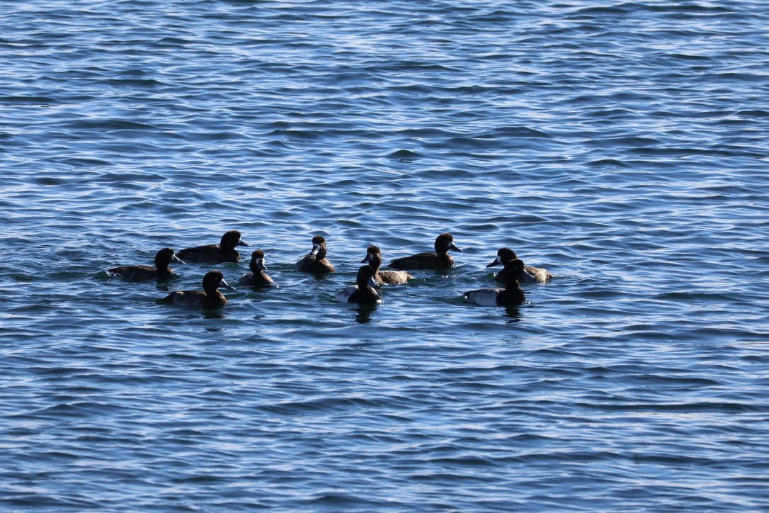 スズガモ - ML645506002