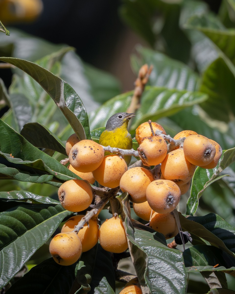 Nashville Warbler - ML645506003