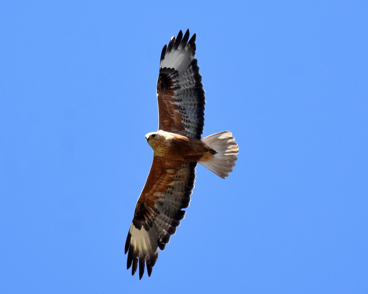 ørnvåk - ML645506012