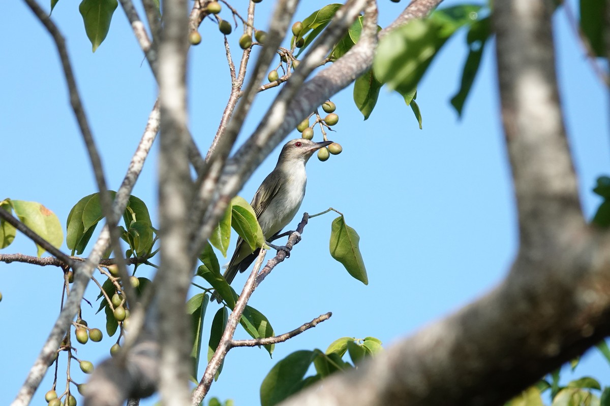 Black-whiskered Vireo - ML645506021