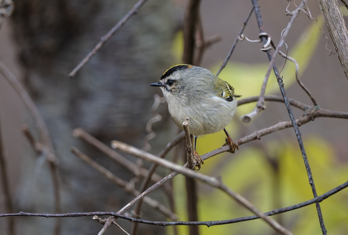 Golden-crowned Kinglet - ML645506024