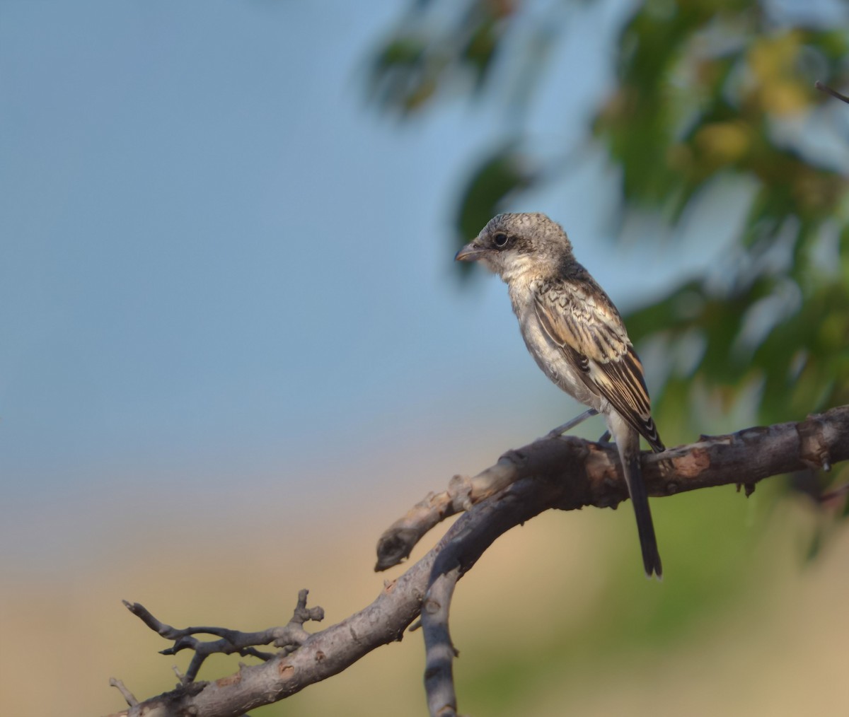 Woodchat Shrike - ML645506025