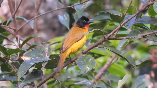 Бюльбюль індійський - ML645506032