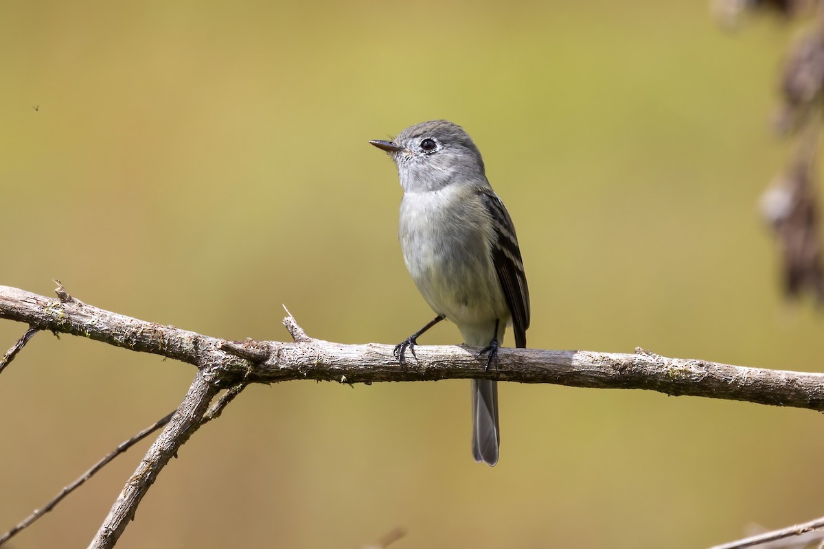 Hammond's Flycatcher - ML645506047