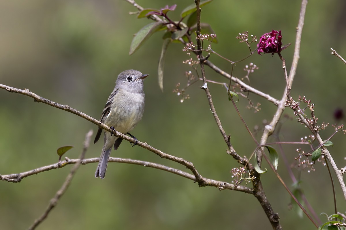 Hammond's Flycatcher - ML645506048
