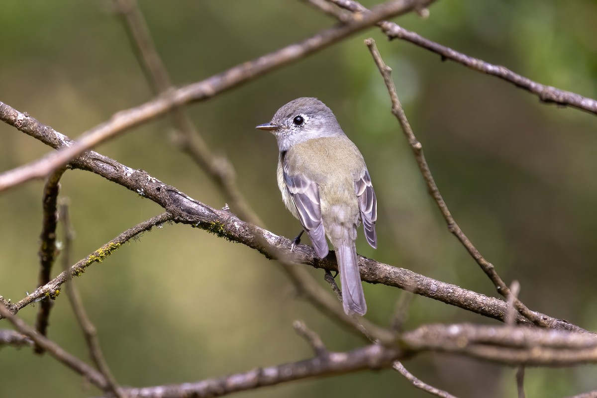 Hammond's Flycatcher - ML645506049