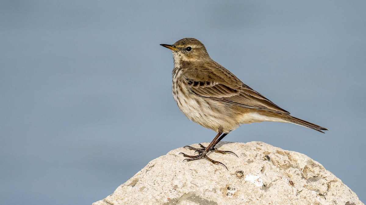 Water Pipit - ML645506053
