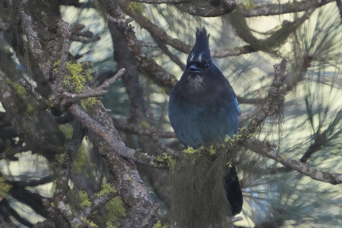 ステラーカケス - ML645506063