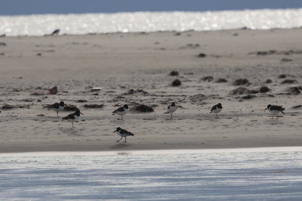 ústřičník americký - ML645506067