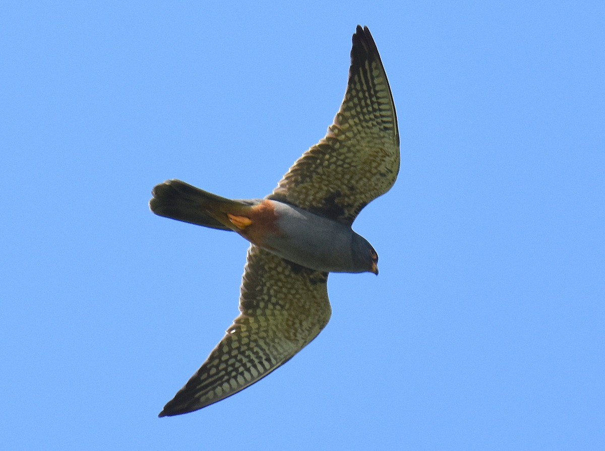 Belatz hankagorria - ML645506069