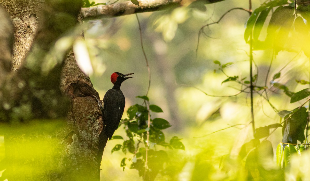 キタタキ - ML645506077