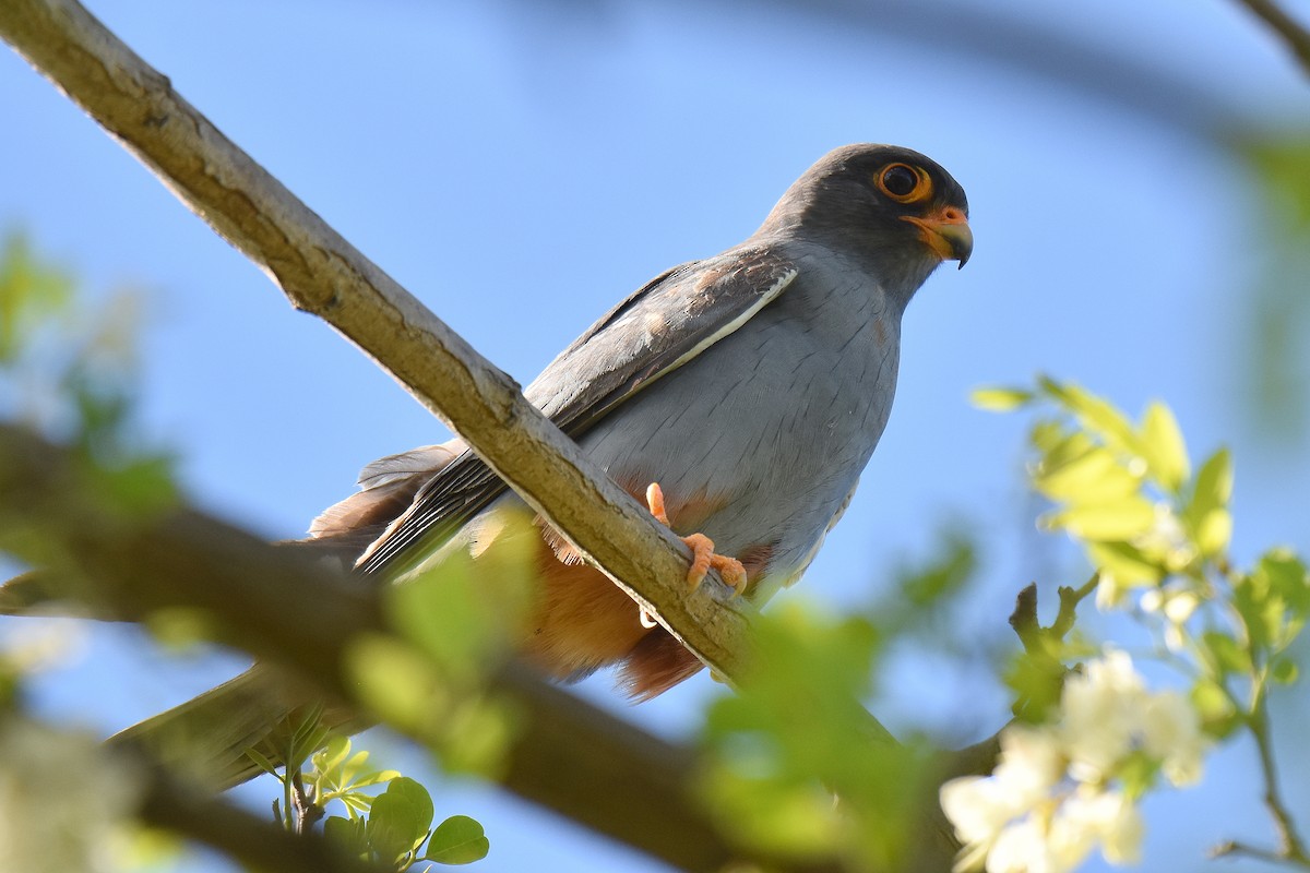 Belatz hankagorria - ML645506079