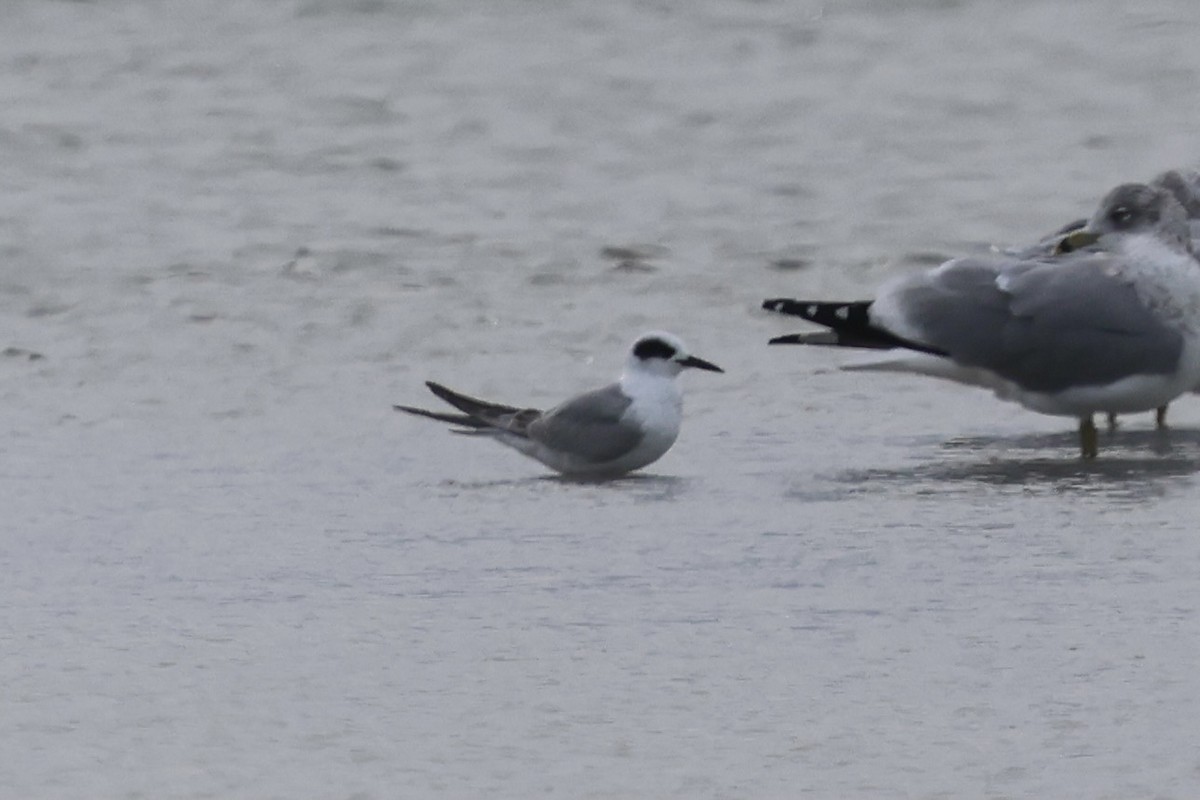 rybák severoamerický - ML645506081