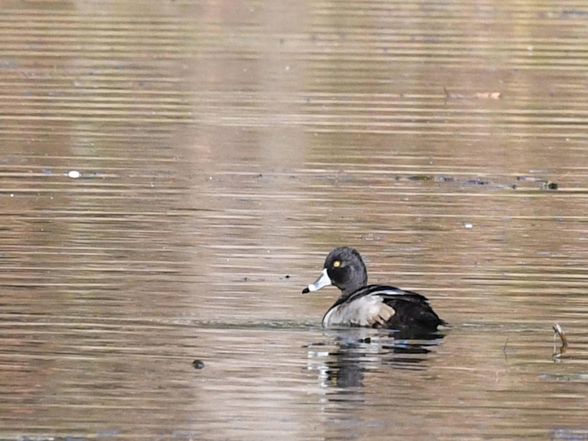 Ring-necked Duck - ML645506085