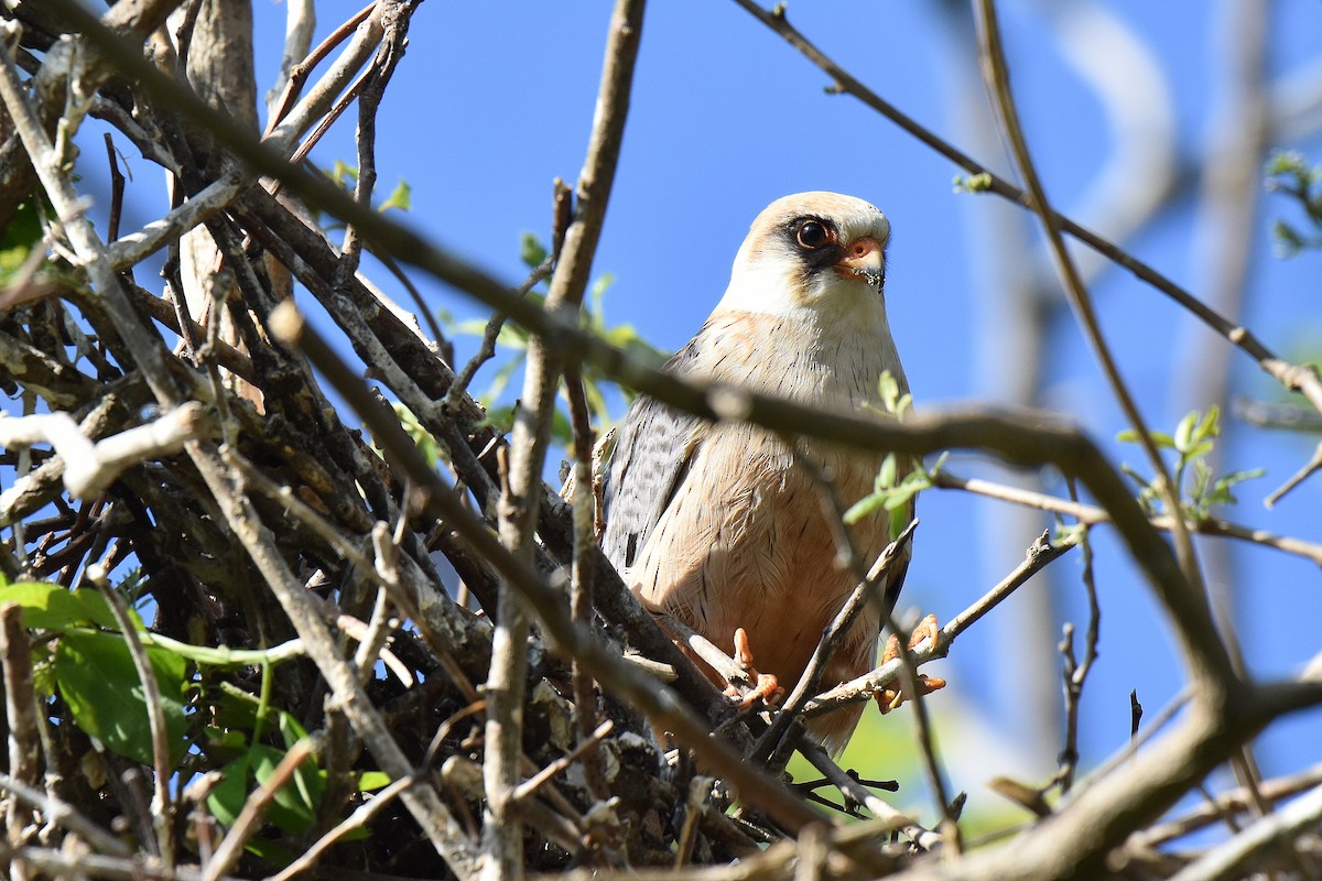 Belatz hankagorria - ML645506087