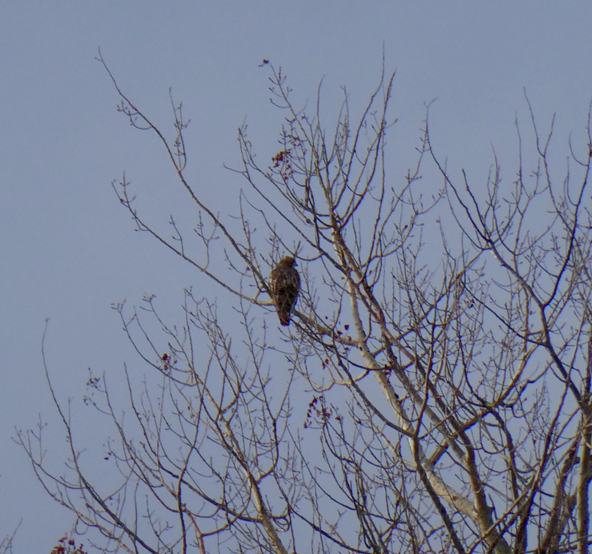 Red-tailed Hawk - ML645506088