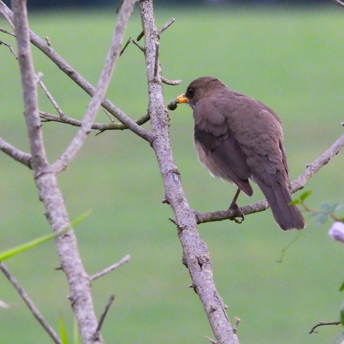 キバラツグミ - ML645506092