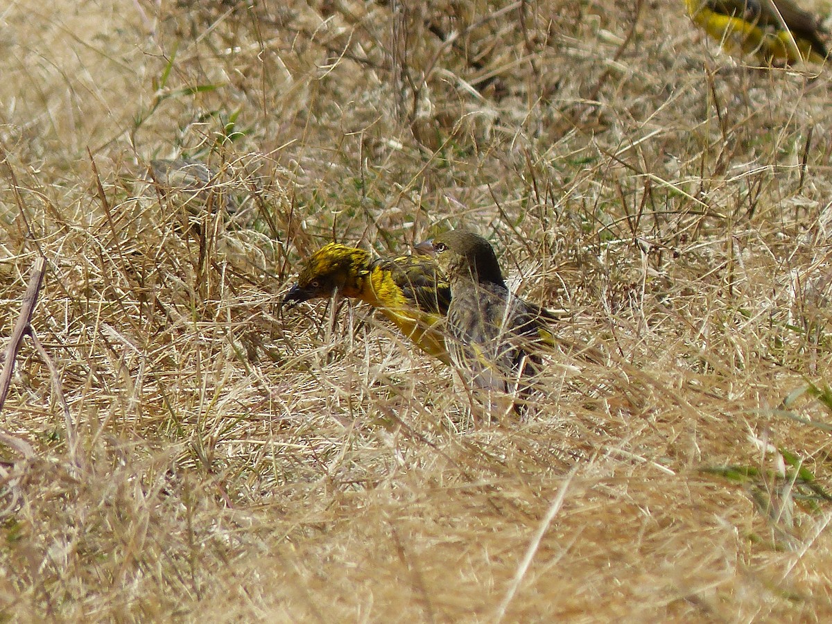 カオグロウロコハタオリ - ML645506094