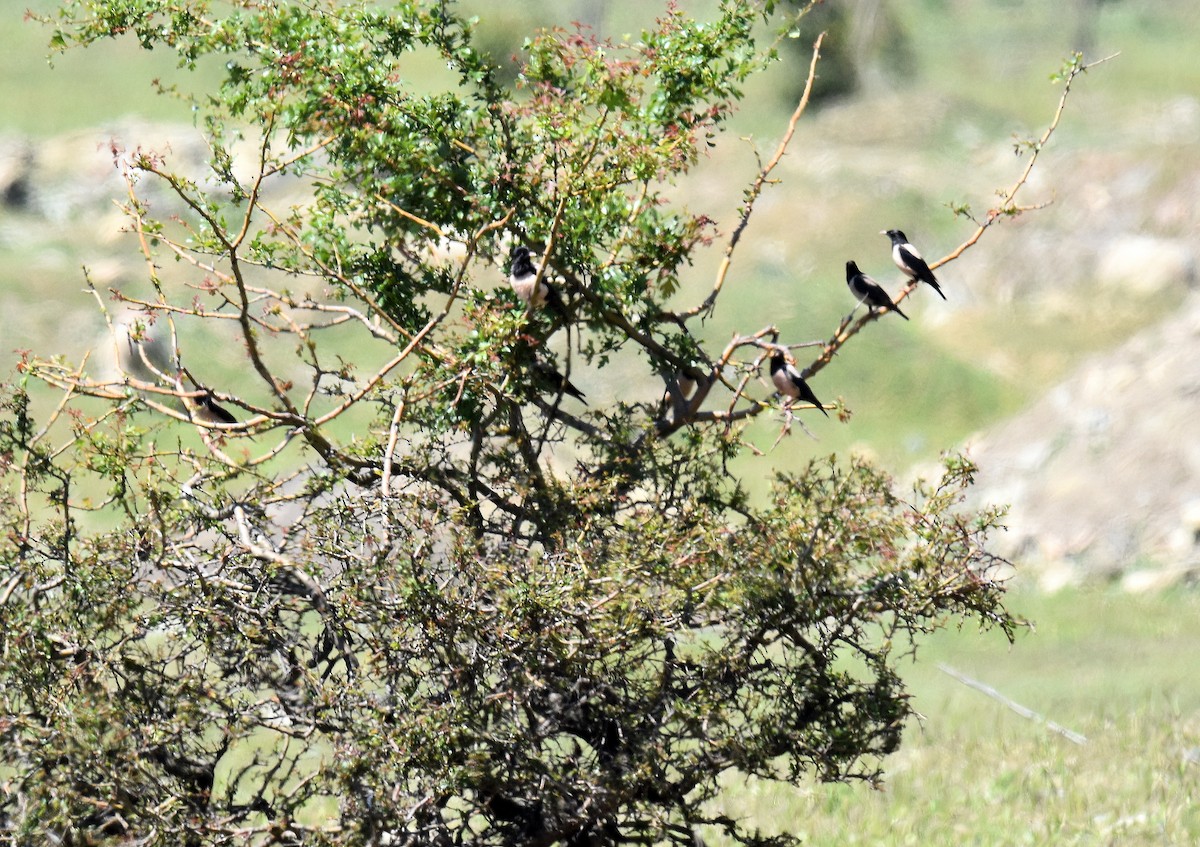 バライロムクドリ - ML645506095