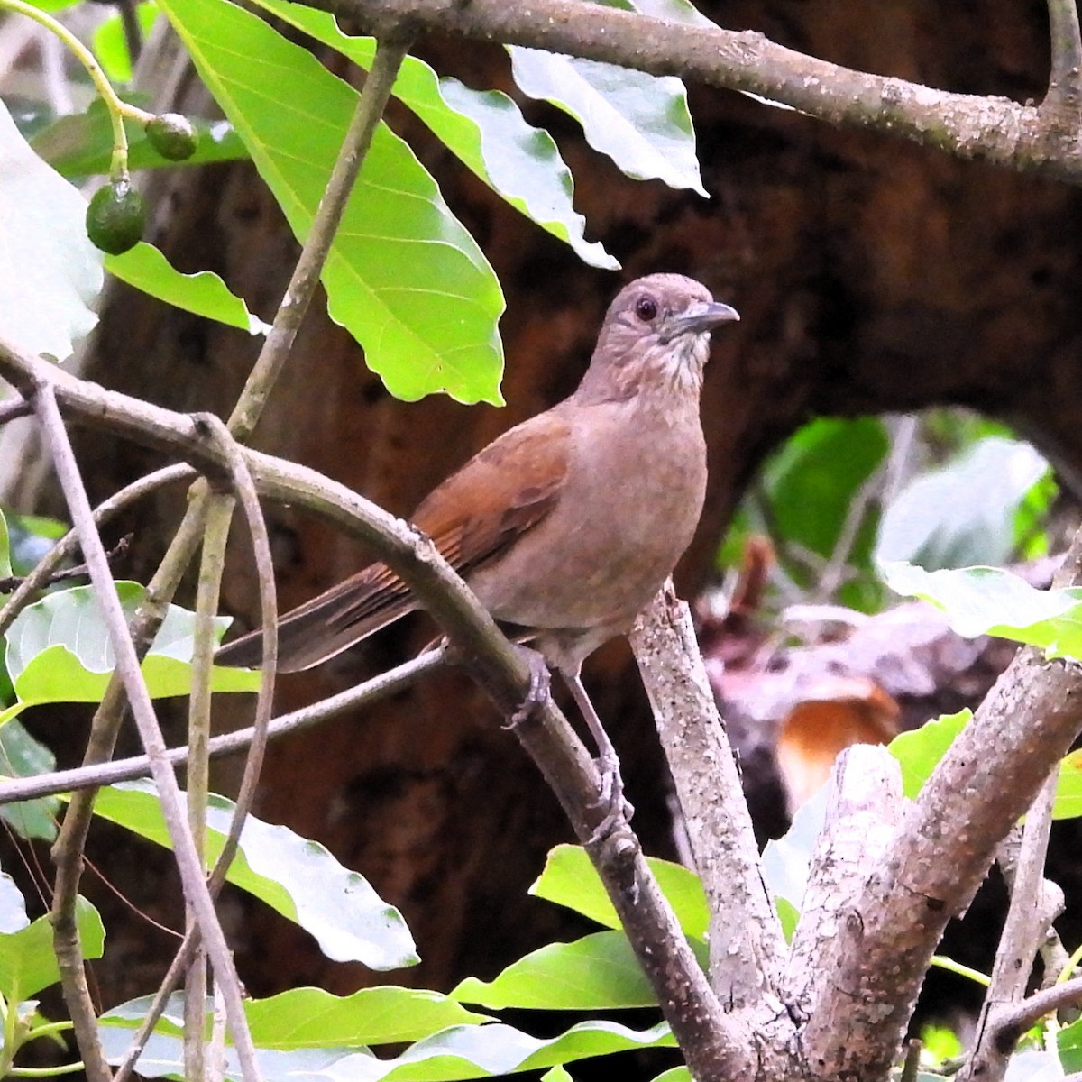 サメイロツグミ - ML645506096