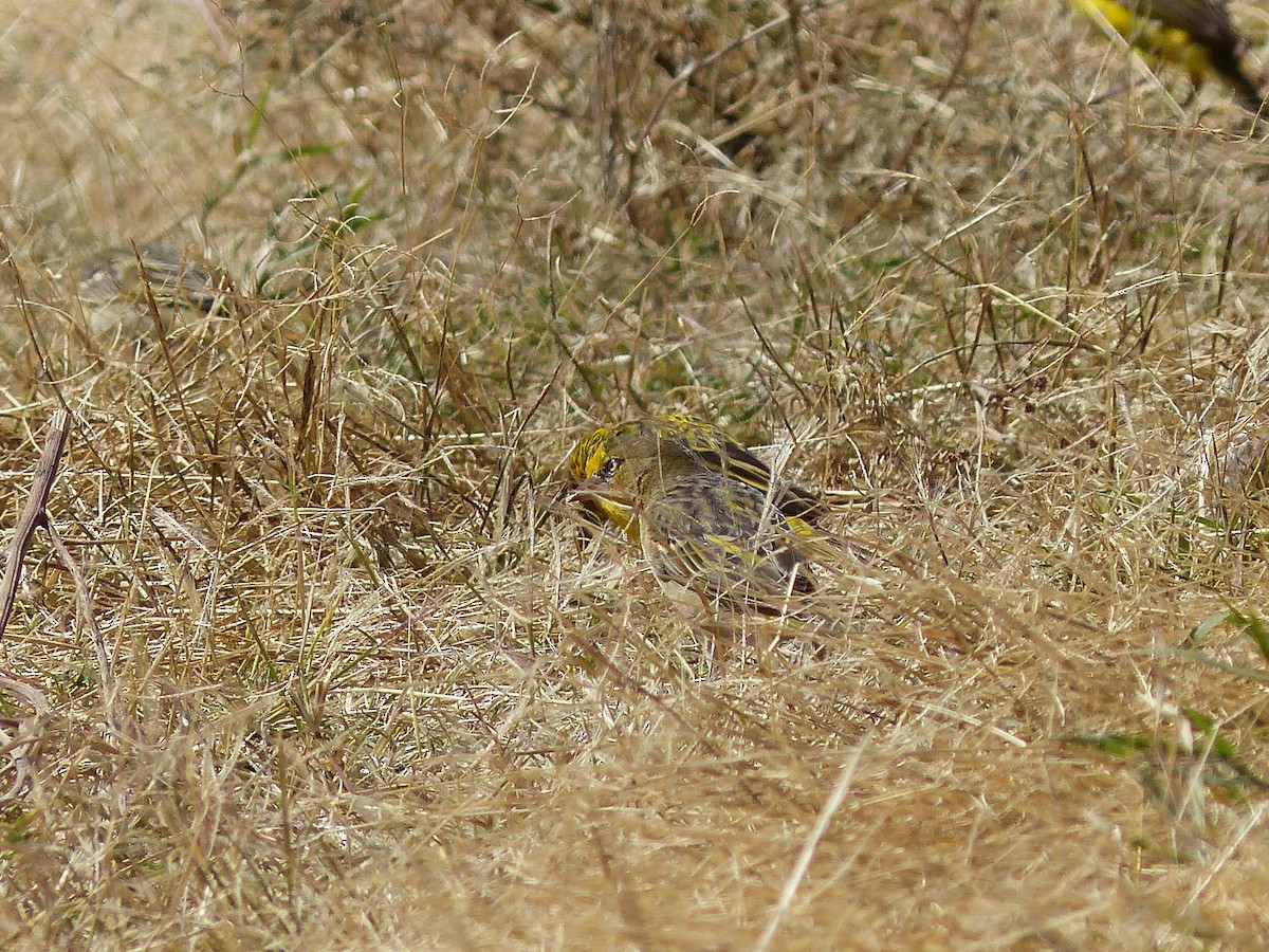 カオグロウロコハタオリ - ML645506097