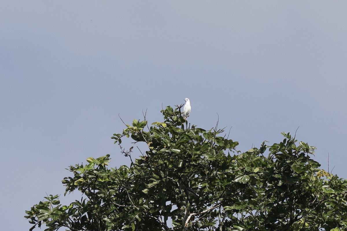 ユキカザリドリ - ML645506099